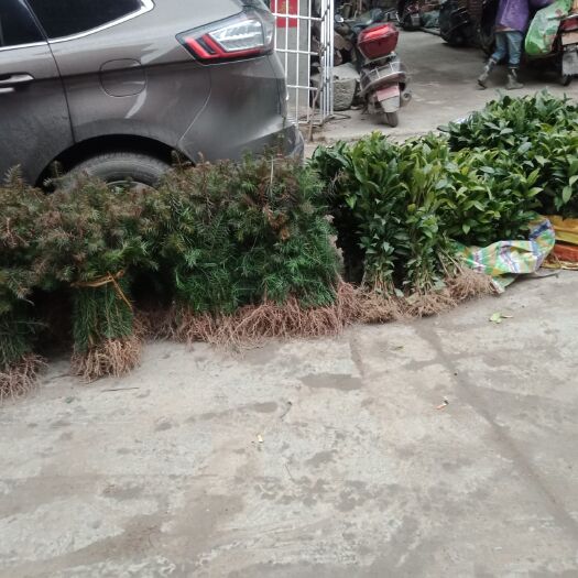 三江县福云6号茶树苗  福云六号茶树苗 实生苗 0.5米以下