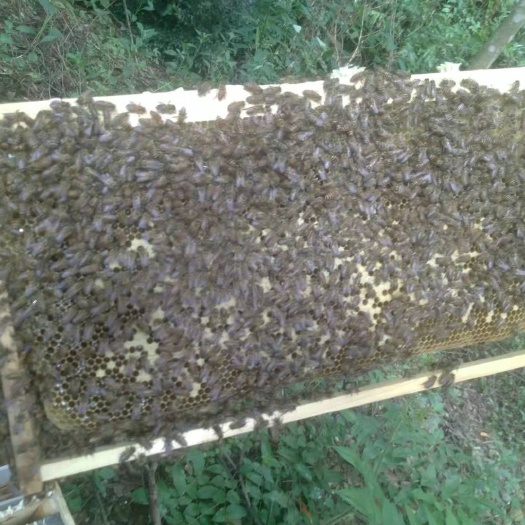 土蜂 中蜂，需要联系