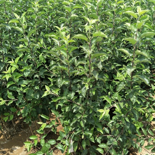 临沂维纳斯黄金苹果苗 维纳斯黄金矮化苹果苗价格