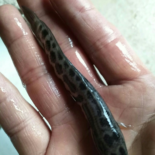 连云港黑鱼苗 质量好
