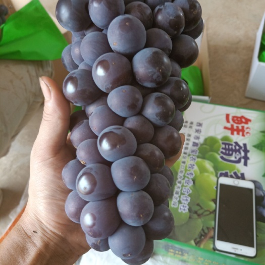 渭南京亚葡萄 好东西就要走出去