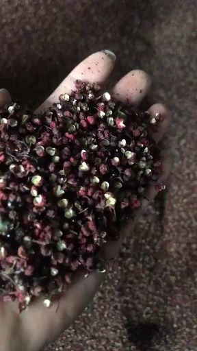  汉源花椒娃娃椒清溪贡椒干花椒特级花椒