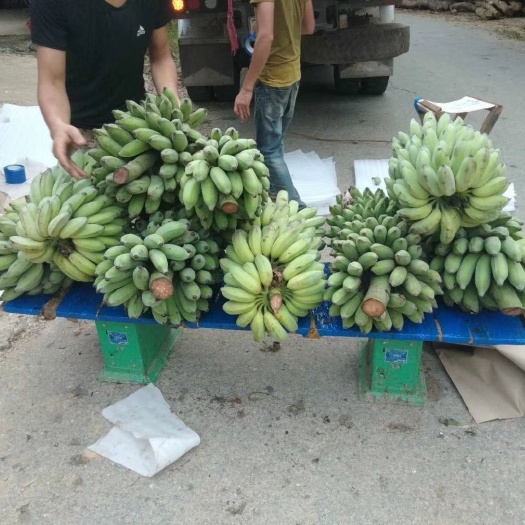 砚山县河口香蕉 越南西贡蕉