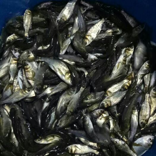 重庆市大头鱼鱼苗 大头鱼