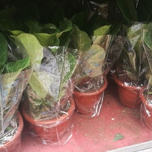 青州市琴叶榕盆栽 琴叶榕