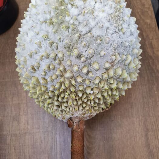 深圳猫山王榴莲D197 猫山王液氮
