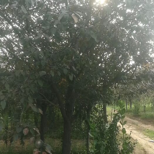 郑州 红宝石海棠，