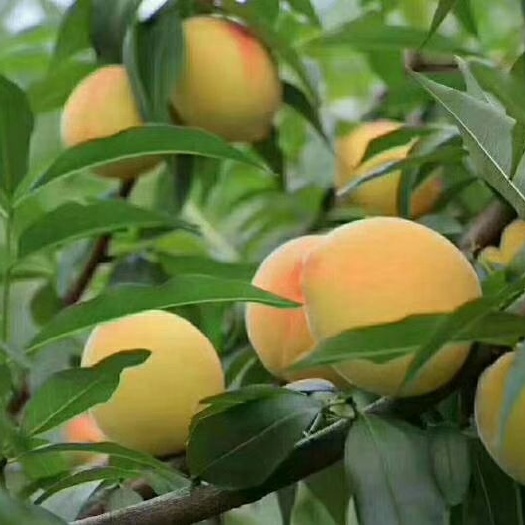 怀化麻阳黄桃 55mm以上 3 - 4两 