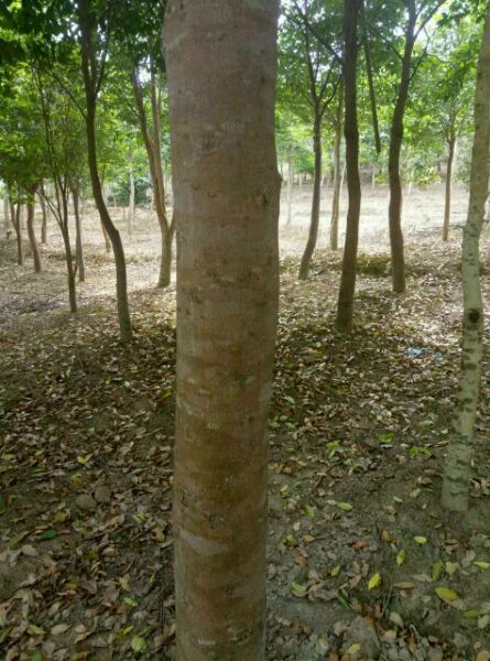 屯昌县 出售种植6年沉香树，共1000棵