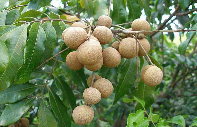 海南龙眼