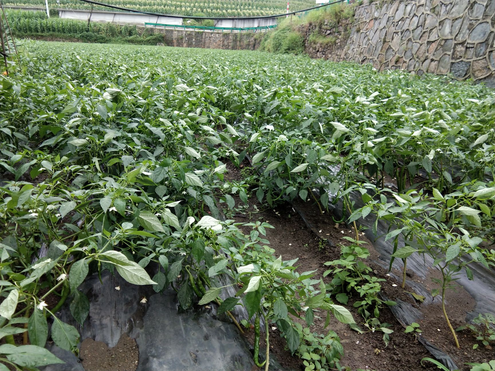  贵州本地菜辣椒