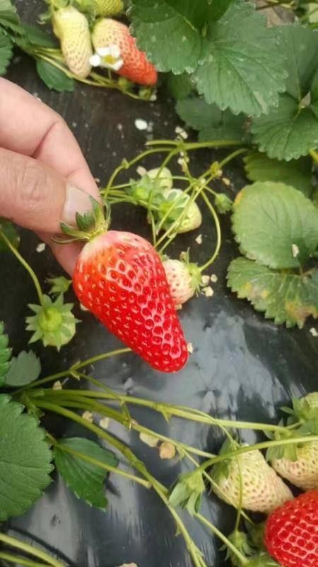 泰安宁玉草莓苗 宁玉草莓硬度大耐储运果个大成活高