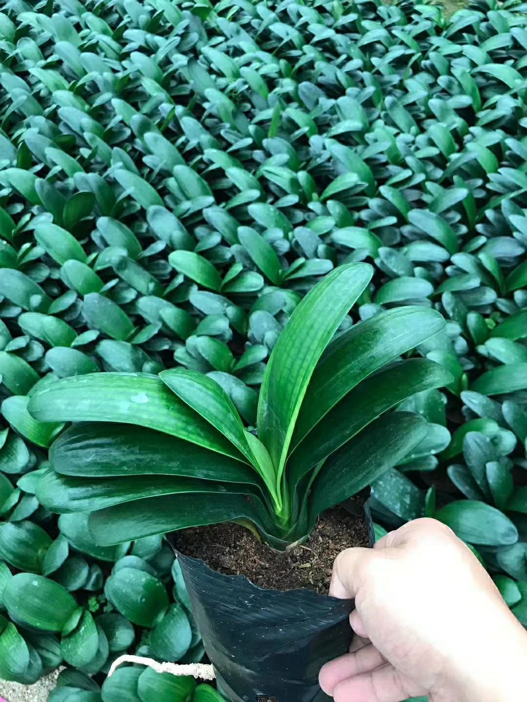 君子兰盆栽 16杯圆叶君子兰