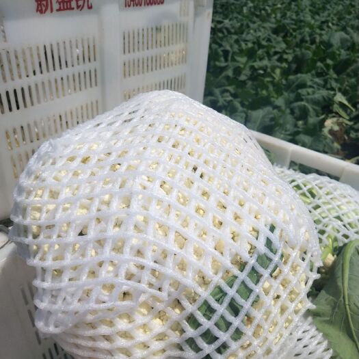 张北县耐寒优秀西兰花 精品白散花，西蓝花
