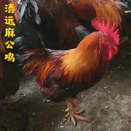 广州清远2号麻鸡苗  清远2号麻公，长速快，成年毛色漂亮，非常适合阉鸡
