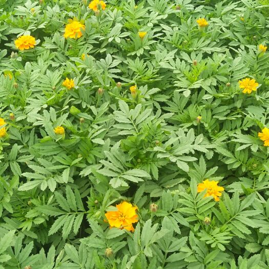 长沙草花