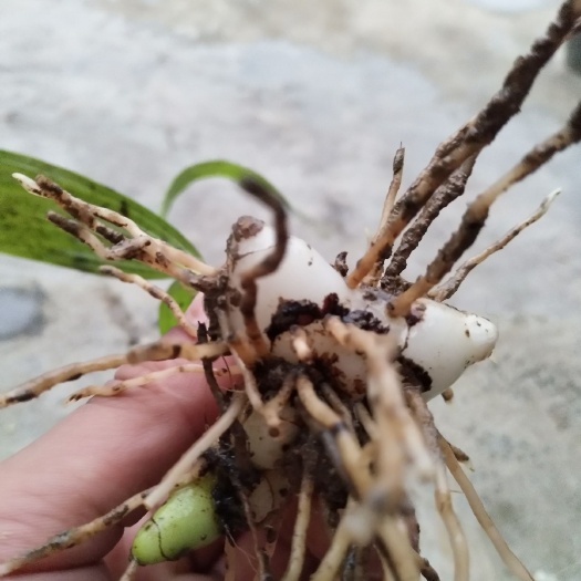 利川市紫花白芨苗 紫花三叉大白芨