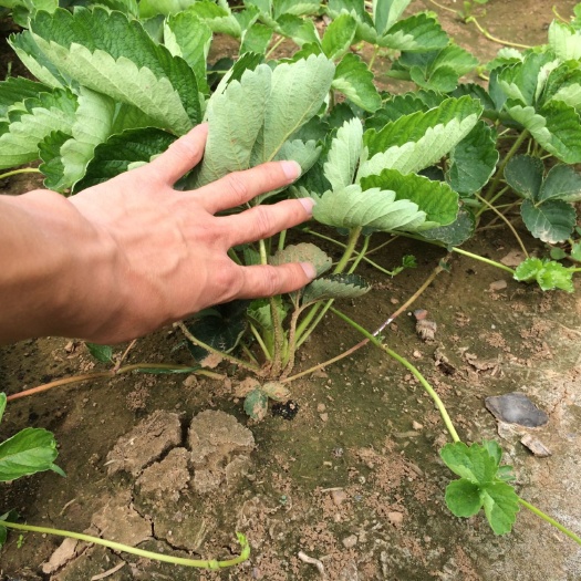 泰安 甜查理草莓苗基地 自产直销 保证品种 24小时内发货