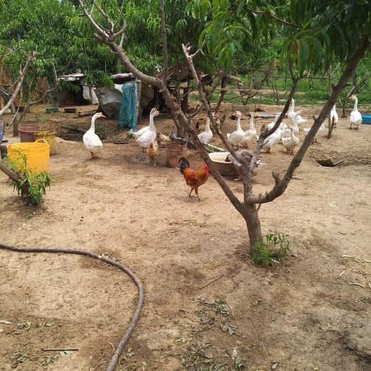 新沂市麻鹅 8-10斤 统货 全散养