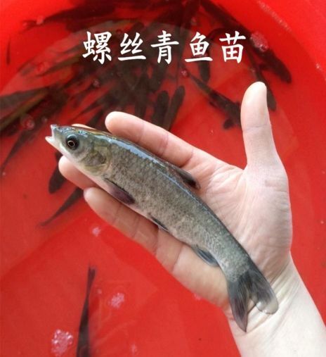 蕲春县 优惠草鱼苗/乌鲩鱼/青鱼苗/鲤鱼/鲫鱼/花鲢胖头/淡水鱼苗活