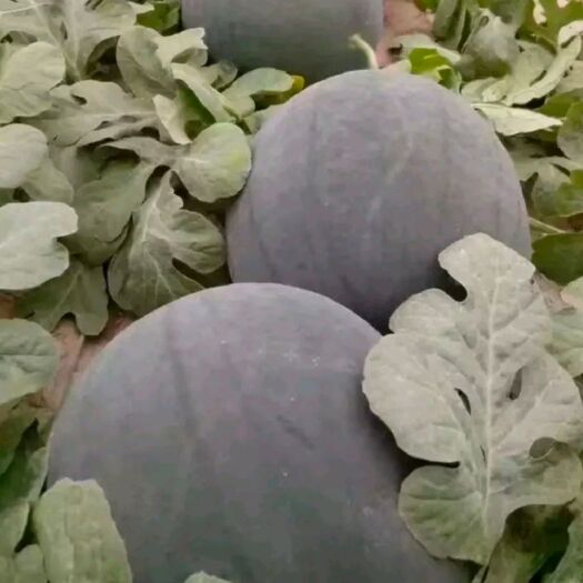 虞城县 黑皮无籽西瓜，虞城县精准扶贫专业合作社，万亩种植示范基地