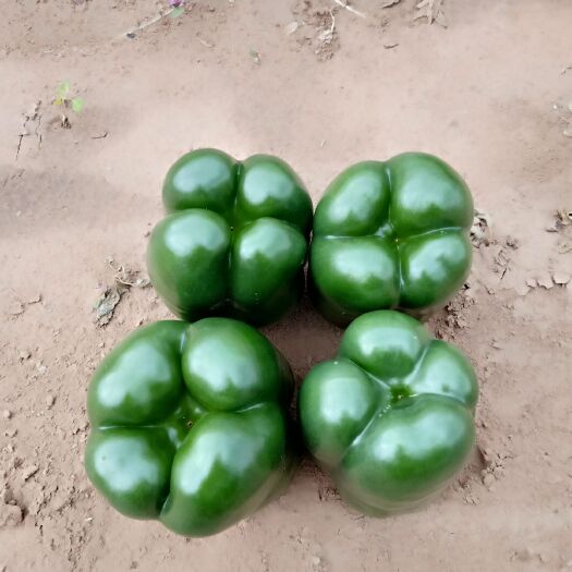 赤峰圆椒 5~10cm 甜辣 靑色