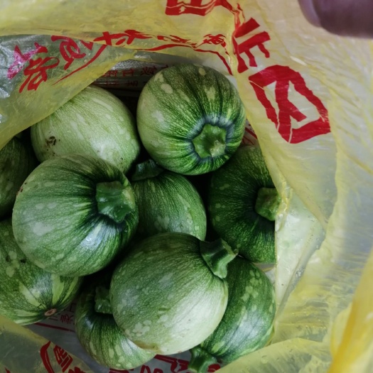 小南瓜 小兰瓜，高山反季节！