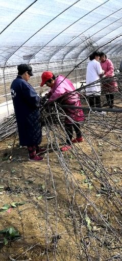 方城縣農(nóng)技人員 技術(shù)服務(wù) 免費(fèi)提供造型編制技術(shù)指導(dǎo)。