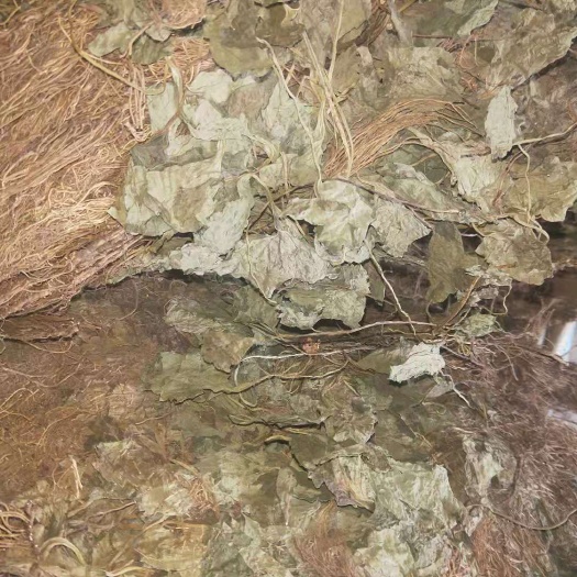 清原县辽细辛全草