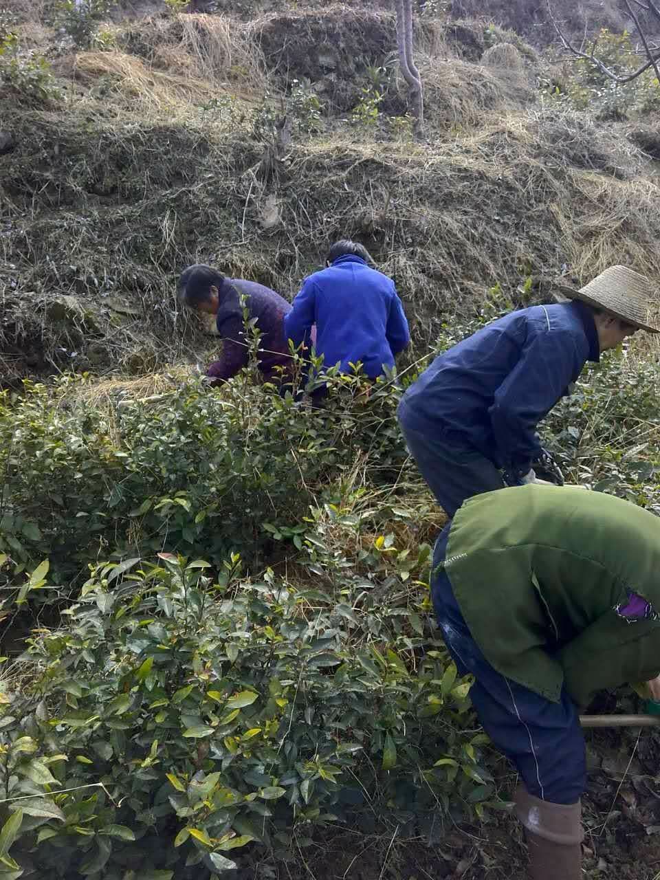 野生红茶