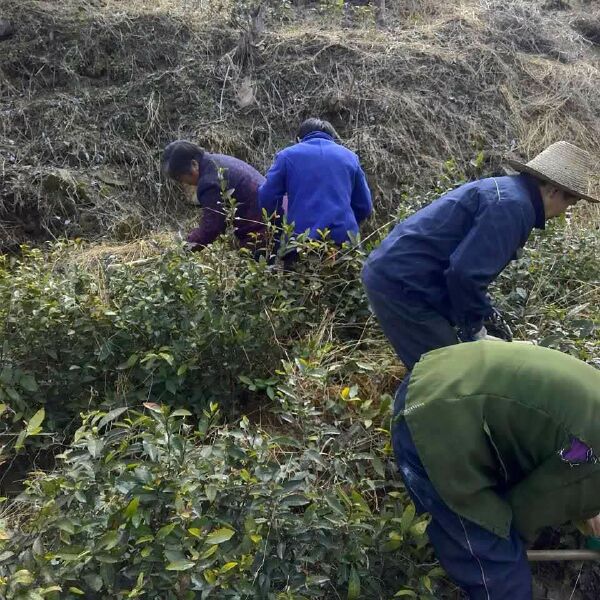 野生红茶