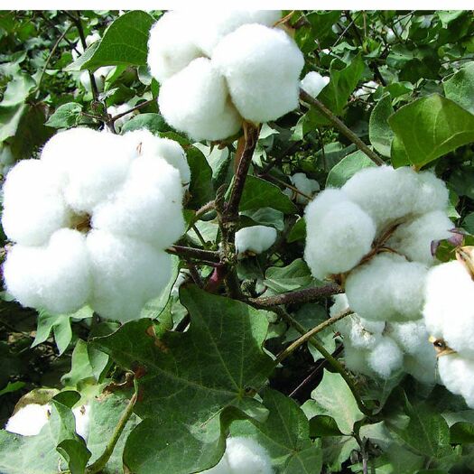 自家种植的好棉花，纯手工摘的天然棉花