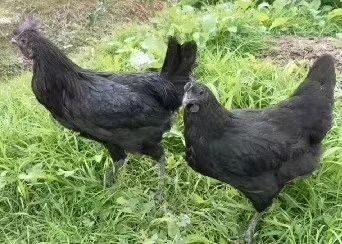南京脱温五黑绿壳蛋鸡苗 脱温五黑鸡，脱温乌骨鸡，脱温绿壳蛋鸡，出售各种禽苗，各种脱温