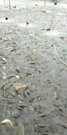 重庆市 各种鱼苗