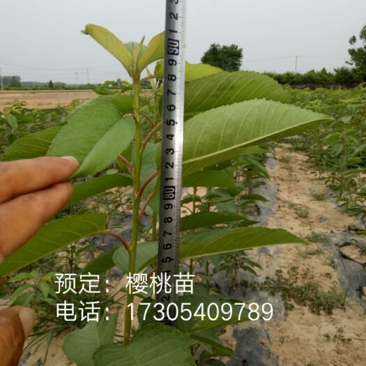 单县 大樱桃苗