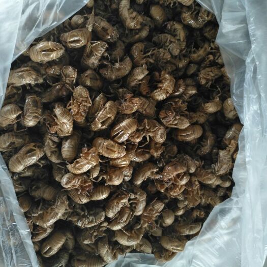 邳州市常年供应沙地蝉蜕