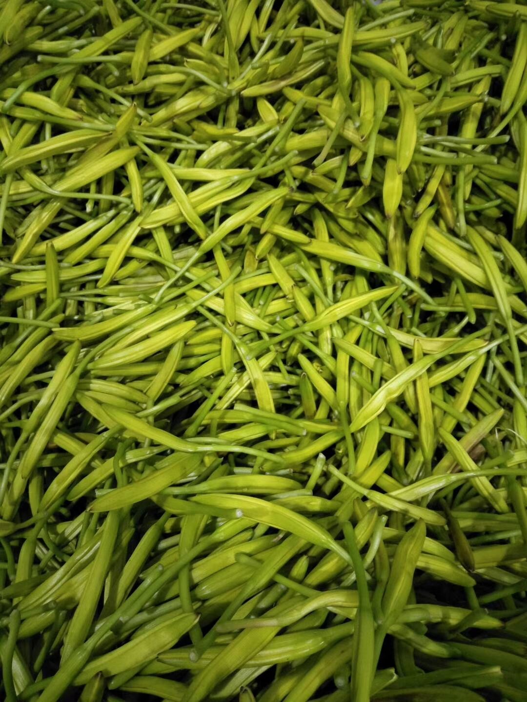  黄花菜