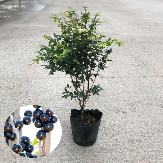 灵山县 新品四季早生红妃嘉宝果树葡萄南北方当年开花结果盆栽树苗