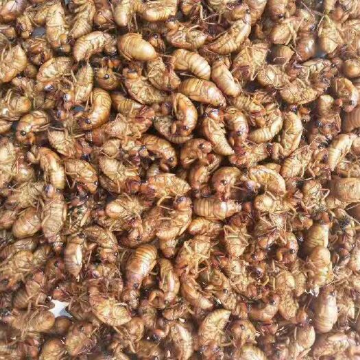 灵宝市 杜仲金蝉，大量有货，活的。需要的联系