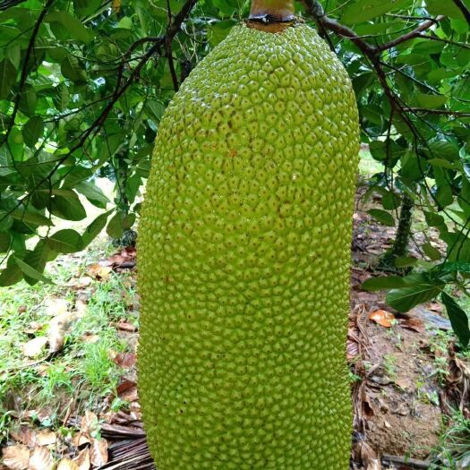 万宁市 海南优质菠萝蜜