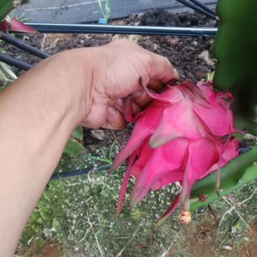 遂溪县 大量红心火龙果