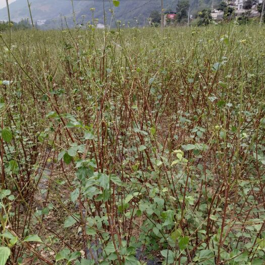 保康县豆腐柴苗 大量供应豆腐柴鲜叶、干叶、树苗