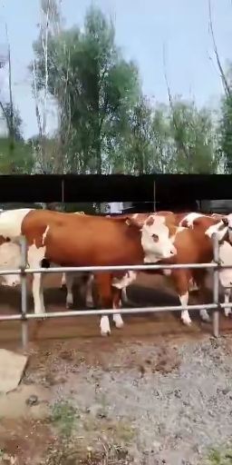 忻州肉牛  怀胎大母牛出售