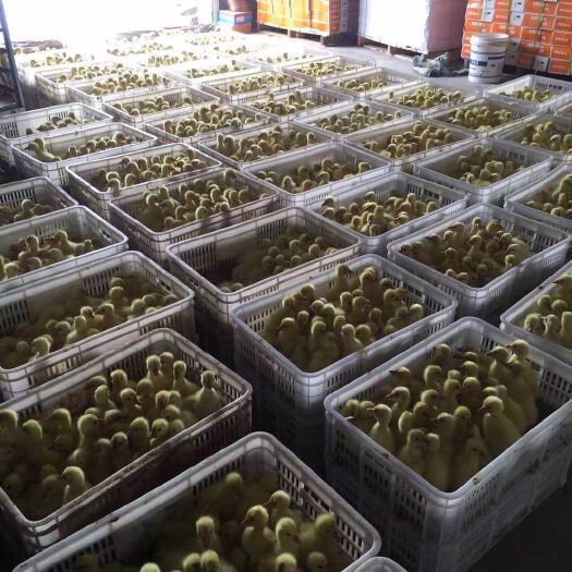 潜山市白鹅苗 好品种疫苗做到位