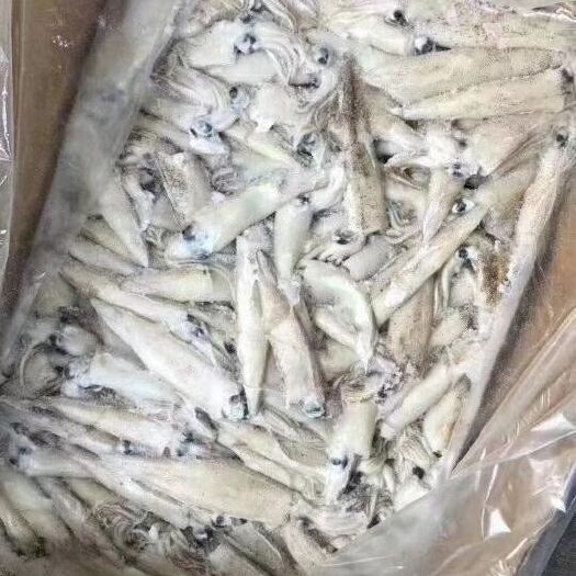 济南日本枪乌贼  笔管鱼，，保证质量，全国各地发货，