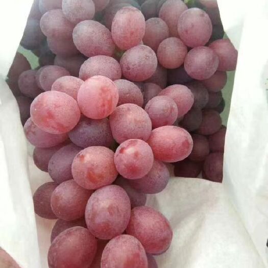 宾川县克伦生葡萄 5%以下 2次果