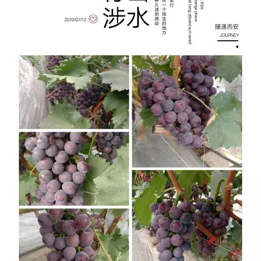 平度市甬优1号 口感好，无籽。量多