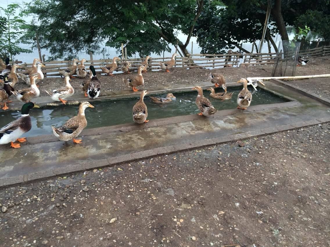 杂交鸭苗，出厂包疫苗，运输死包赔，新手包技术指导。