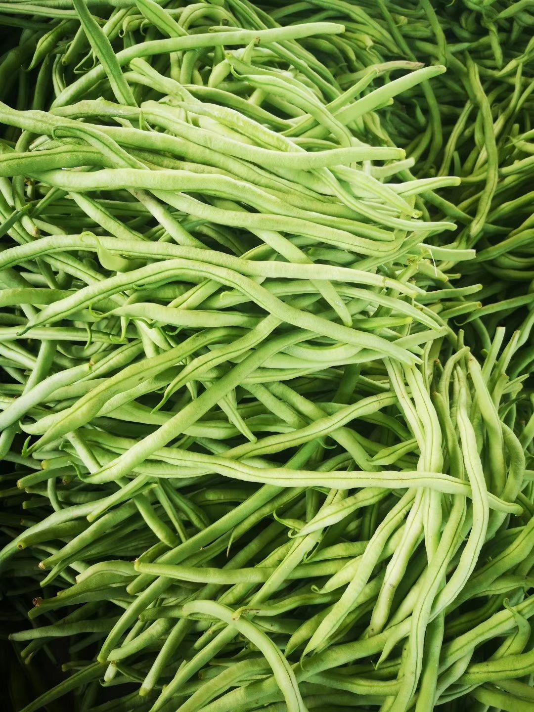 架豆王豆角 甘肃武山洛门无公害夏季架豆王