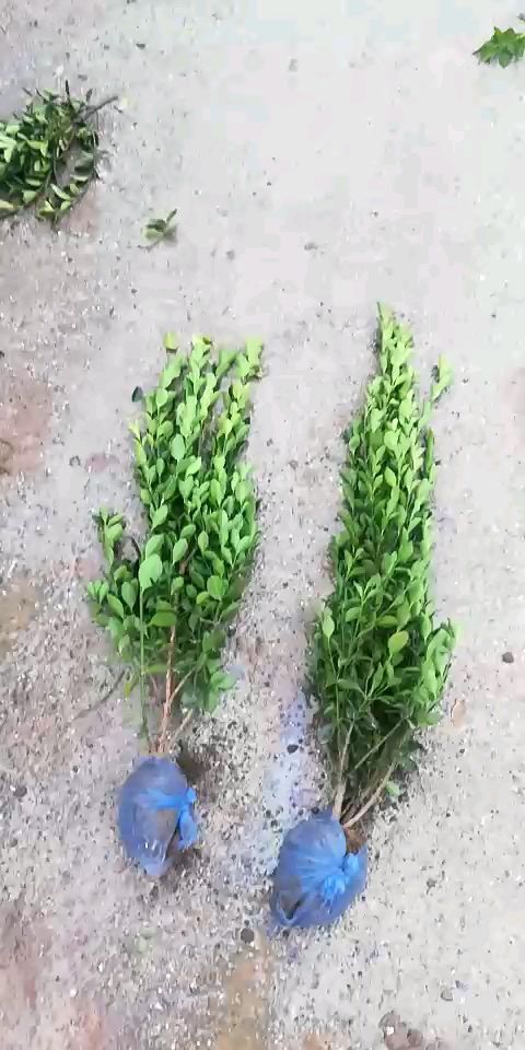 顺平县大叶黄杨